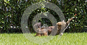 Brown tabby cat in the garden, siberian breed female walking on the grass green chasing a butterfly