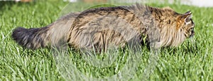 Brown tabby cat in the garden, siberian breed male walking on the grass green