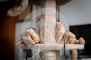 Brown tabby cat with green eyes lying on a scratching tower, looks at the camera photo