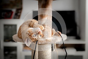 Brown tabby cat with green eyes lying on a scratching tower plays with a hairball photo
