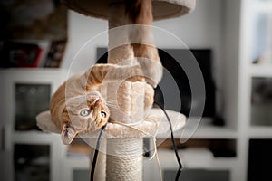 Brown tabby cat with green eyes lying on a scratching tower, tries to catch the tail of another cat sitting on it photo