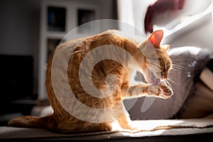 Brown tabby cat illuminated by the light of the venana, licks his paw 2