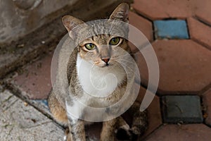 Brown tabby cat looking at camera