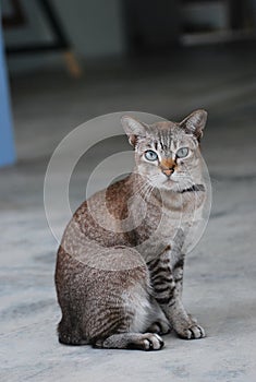 A brown tabby cat looking at the camera