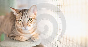 The brown tabby cat looking at its owner and sitting in the catÃ¢â¬â¢s house.