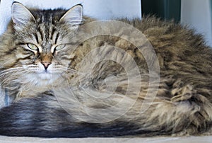 Adorable brown tabby male siberian cat lying in the house