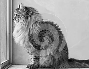 Adorable brown tabby male siberian cat sitting at the window