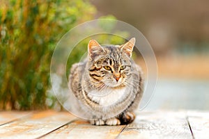 A brown tabby cat sits on a white wooden porch. A Bush in a blur in the background. Close up. Concept of homeless animals and