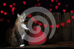 Cat Looking Up at Valentine Hearts