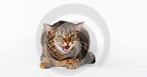 Brown Tabby Domestic Cat, Female Meowing on White Background