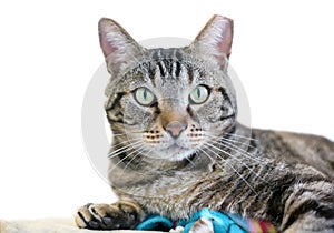 A brown tabby domestic shorthair cat with its left ear tipped