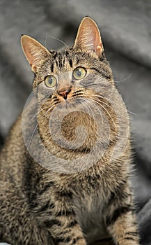 Brown tabby European Shorthair cat