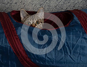 Brown tabby kitten cat in blue tunnel looking