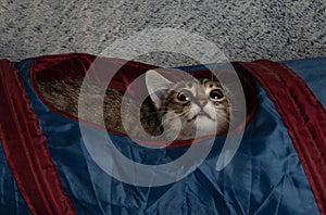 Brown tabby kitten cat in blue tunnel looking up