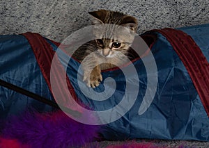 Brown tabby kitten cat in blue tunnel playing with a toy looking down