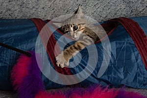 Brown tabby kitten cat in blue tunnel playing with a toy making a funny face