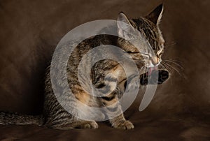 Brown tabby kitten cat sitting down with a brown cleaning itself