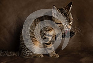 Brown tabby kitten cat sitting down with a brown cleaning itself photo