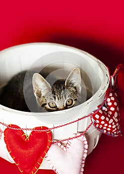 Brown Tabby Kitten inside white basket with heart garland