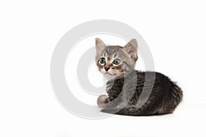 Brown tabby kitten (male)