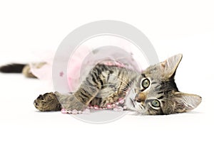 Brown tabby kitten playing in pink pearls and pink tutu skirt