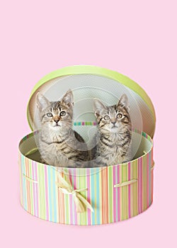 Brown tabby kitten sitiing inside green striped hat box