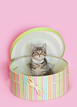 Brown tabby kitten sitiing inside green striped hat box