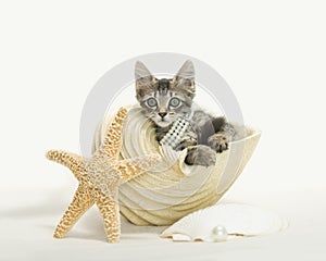 Tabby kitten in a conch shell with starfish and sand pretend