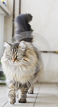 brown tabby male cat of siberian breed in the garden, long haired