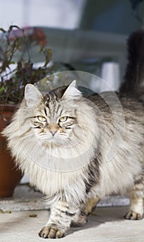 brown tabby male cat of siberian breed in the garden, long haired
