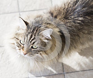 brown tabby male cat of siberian breed in the garden, long haired