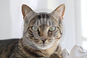 Brown Tabby portrait with Distinctive striped pattern and forehead M