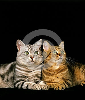 Brown Tabby and Silver Tabby Domestic Cat, Cats against Black Background