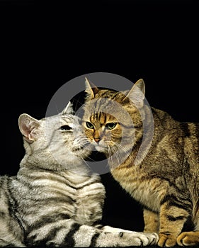 Brown Tabby and Silver Tabby Domestic Cat, Cats against Black Background