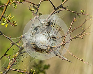 Brown-tail Moth Larvae photo