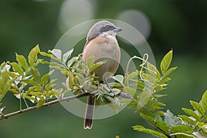 Brown tailed shrike bird in a Park