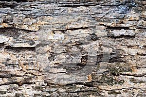 Brown and Tan Bark of a Tree Background