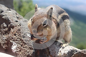 Ground squirrel native to the mountains