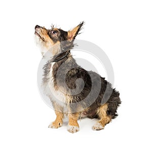 Brown and Tan Scruffy Terrier Sitting Side