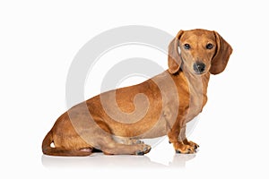 Brown teckel dog isolated on white