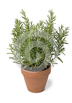 Brown terra cotta pot with fresh italian rosemary