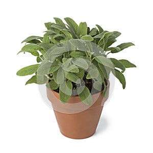 Brown terra cotta pot with fresh sage