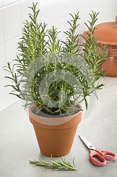 Brown terracotta pot with fresh italian rosemary