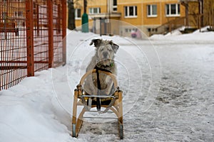 Brown terrier dog sitting on the sledge during snowy winter.