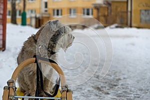 Brown terrier dog sitting on the sledge during snowy winter.