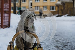 Brown terrier dog sitting on the sledge during snowy winter.