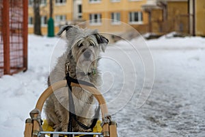 Brown terrier dog sitting on the sledge during snowy winter.