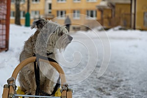 Brown terrier dog sitting on the sledge during snowy winter.