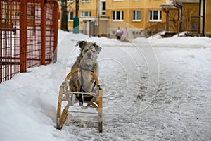 Brown terrier dog sitting on the sledge during snowy winter.