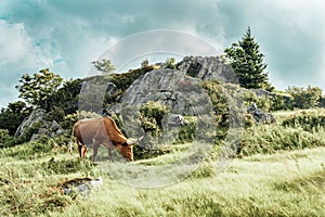 Brown Texas Longhorn cattle grazing in a green field by a big rock on a sunny day